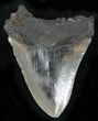 Bargain Megalodon Tooth - South Carolina #25654-1